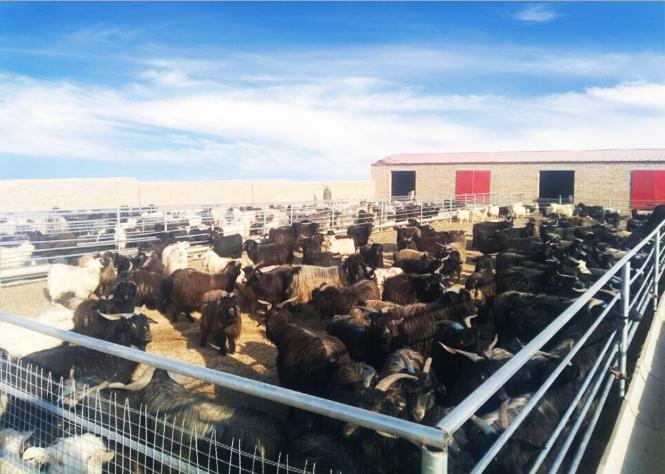 mg冰球突破集团驻村组：“幸福”存折 储存希望